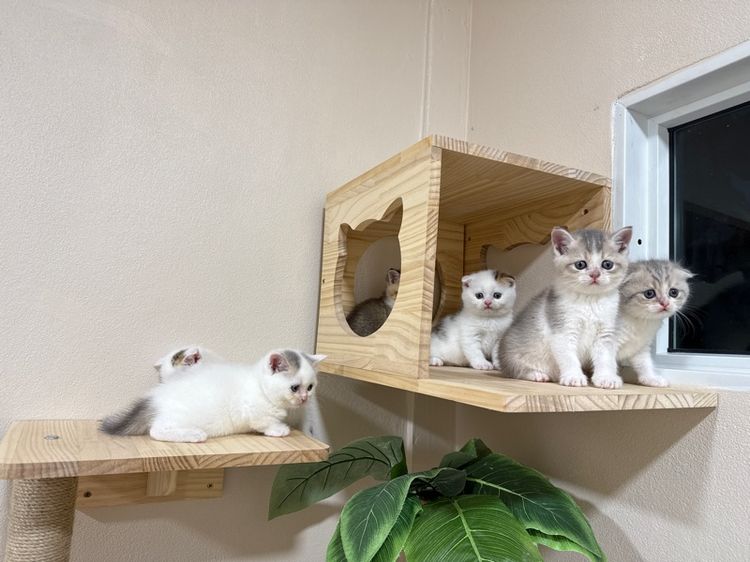 สก๊อตติชโฟลด์ รูปที่ 7