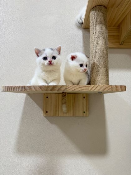 สก็อตติช โฟลด์ (Scottish Fold) สก๊อตติชโฟลด์