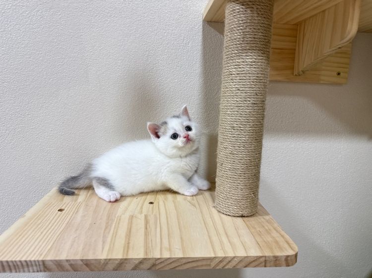 สก๊อตติชโฟลด์ รูปที่ 2