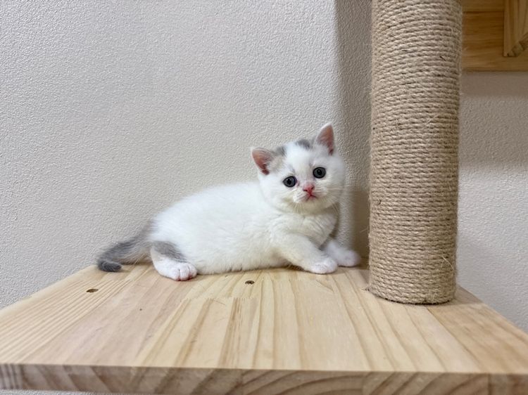 สก๊อตติชโฟลด์ รูปที่ 3