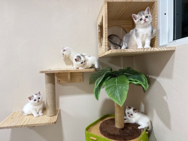 สก๊อตติชโฟลด์ รูปที่ 8