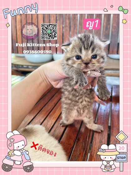 ลูกแมวสก็อตติชโฟลด์ รูปที่ 2
