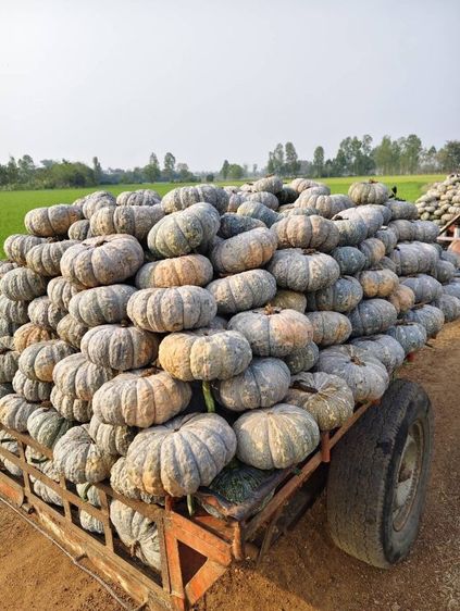 ฝากท้องราคาส่งมีหน้าร้านอยู่ตลาดสุวพรรณการเกษตรอ่างทอง รูปที่ 4