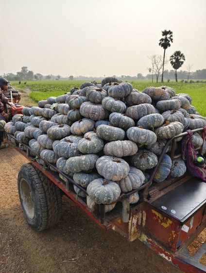 ฝากท้องราคาส่งมีหน้าร้านอยู่ตลาดสุวพรรณการเกษตรอ่างทอง รูปที่ 3