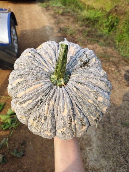 ฝากท้องราคาส่งมีหน้าร้านอยู่ตลาดสุวพรรณการเกษตรอ่างทอง รูปที่ 6