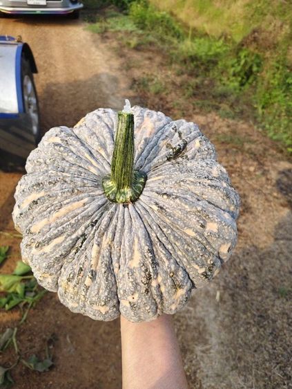 ฝากท้องราคาส่งมีหน้าร้านอยู่ตลาดสุวพรรณการเกษตรอ่างทอง รูปที่ 7