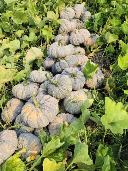 ฝากท้องราคาส่งมีหน้าร้านอยู่ตลาดสุวพรรณการเกษตรอ่างทอง รูปที่ 8