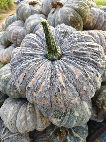 ฟักทองศรแดง-ฟักแฟรง ราคาส่งสดจากสวน  รูปที่ 5