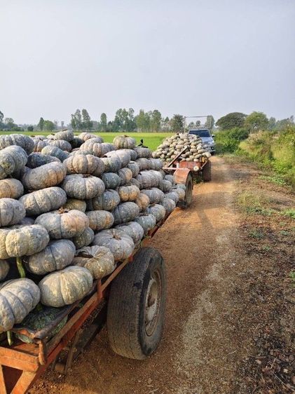 ฟักทองศรแดง-ฟักแฟรง ราคาส่งสดจากสวน  รูปที่ 4