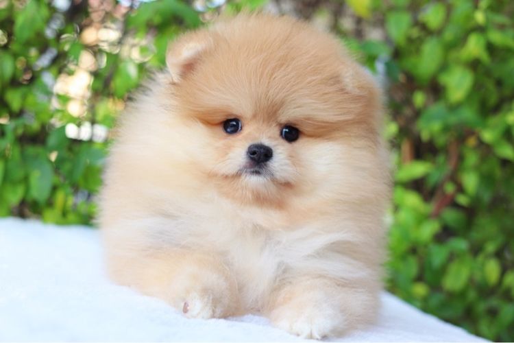 ปอมเมอเรเนียน เพศเมียสีส้ม