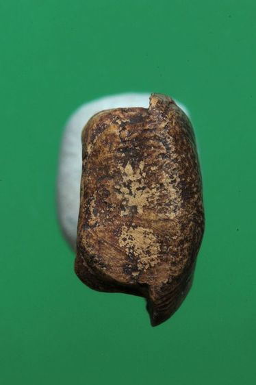 พระรอดค่ะ รูปที่ 5