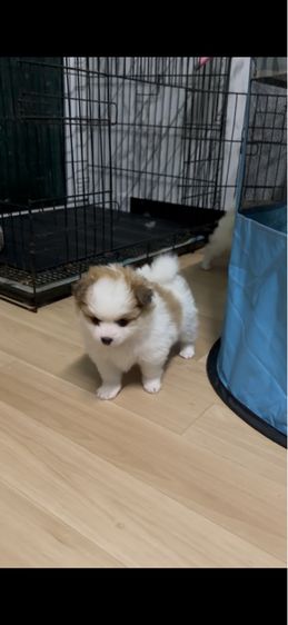 ปอมแท้ รูปที่ 3