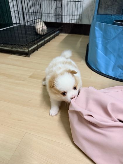 ปอมแท้ รูปที่ 2