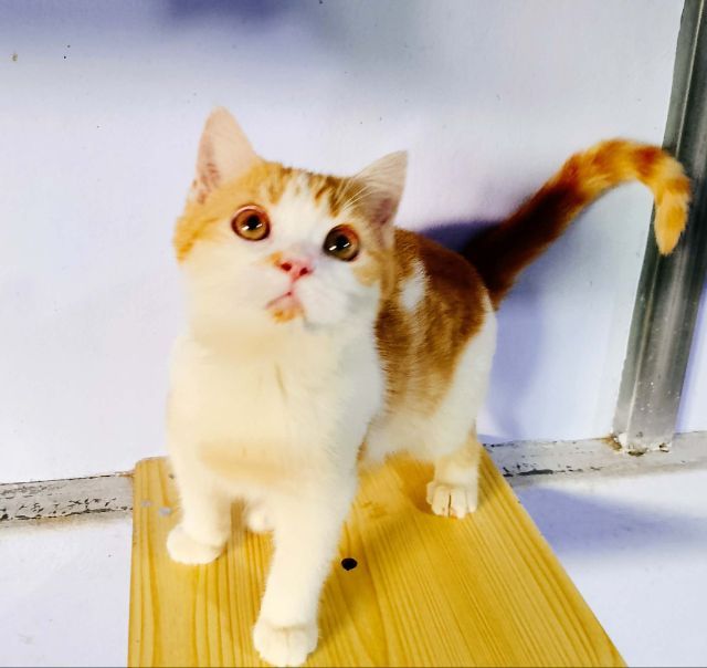 พ่อบริติชมันช์กิ้น แม่สก๊อตติชโฟล์ดแท้ รูปที่ 2