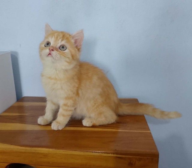 พ่อบริติชมันช์กิ้น แม่สก๊อตติชโฟล์ดแท้ รูปที่ 2