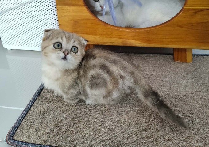 พ่อบริติชมันช์กิ้น แม่สก๊อตติชโฟล์ดแท้ รูปที่ 3