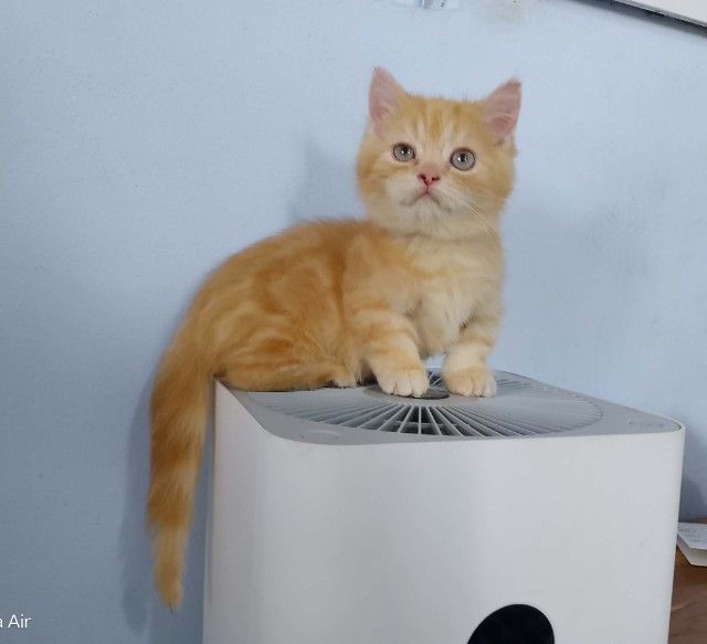 มันช์กิ้น (Munchkin) พ่อบริติชมันช์กิ้น แม่สก๊อตติชโฟล์ดแท้