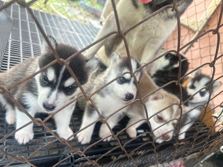 ไซบีเรียน ฮัสกี้ (Siberian Husky) เล็ก ไซบีเรีย