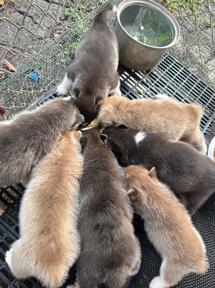 ไซบีเรีย รูปที่ 10