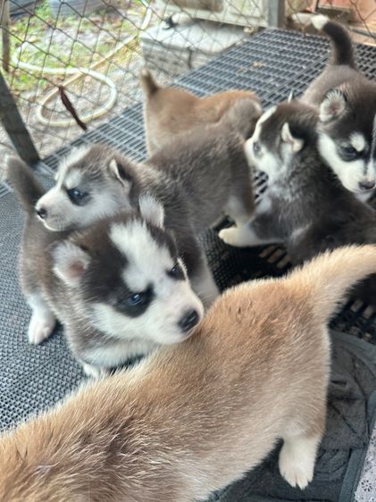 ไซบีเรีย รูปที่ 2