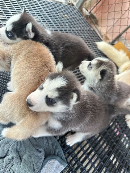 ลูกสุ รูปที่ 8