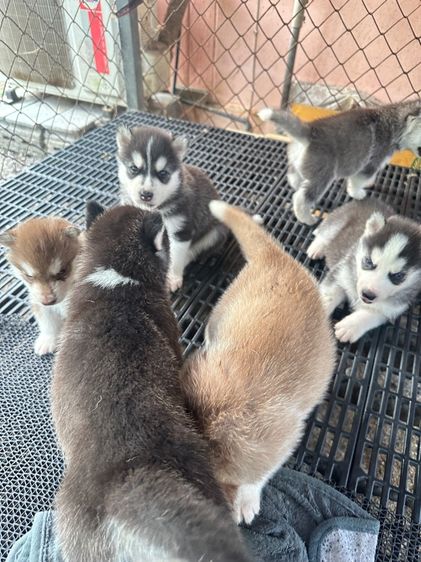 ลูกสุ รูปที่ 5