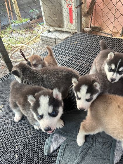 ลูกสุ รูปที่ 3