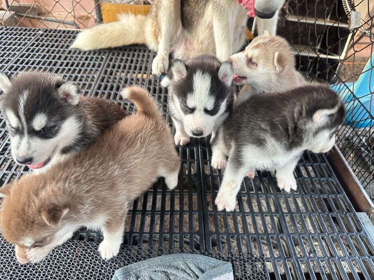 ลูกสุ รูปที่ 6