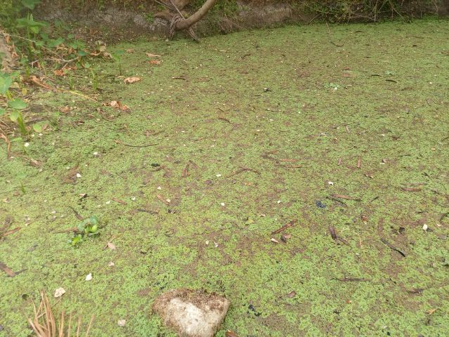 แหนแดง รูปที่ 6