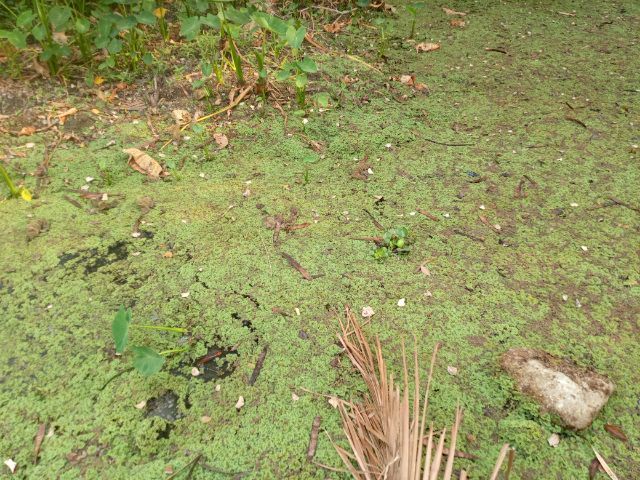 แหนแดง รูปที่ 4