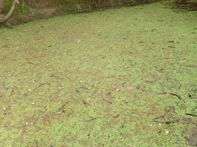 แหนแดง รูปที่ 7