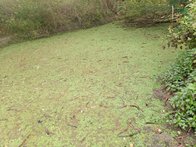 แหนแดง รูปที่ 3