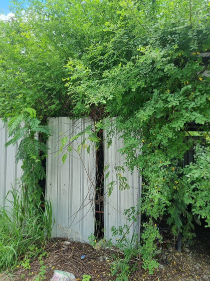 ที่ดินเปล่า รูปที่ 3