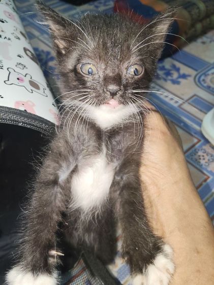 แมว800 รูปที่ 3