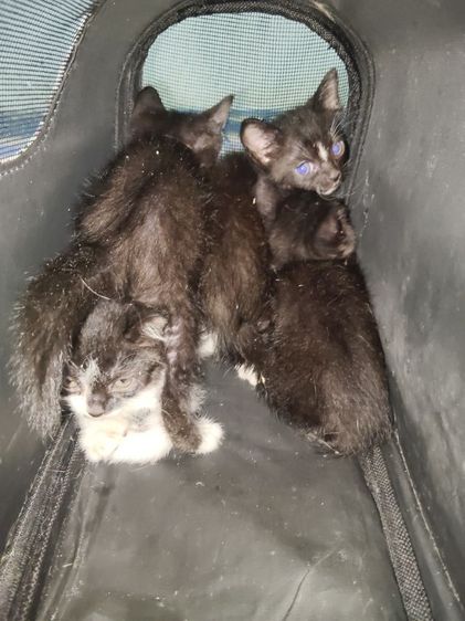 แมว800 รูปที่ 2