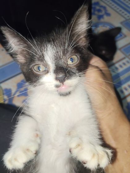 เปอร์เซีย (Persian) แมว800