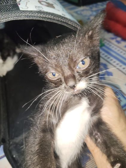 แมว800 รูปที่ 5