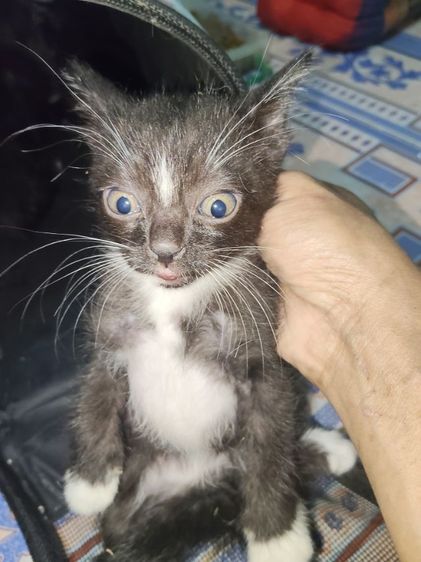 แมว800 รูปที่ 4