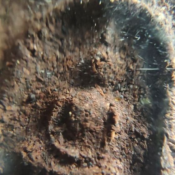 พระสมเด็จเนื้อชานหมาก รูปที่ 5