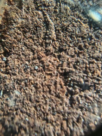 พระสมเด็จเนื้อชานหมาก รูปที่ 7