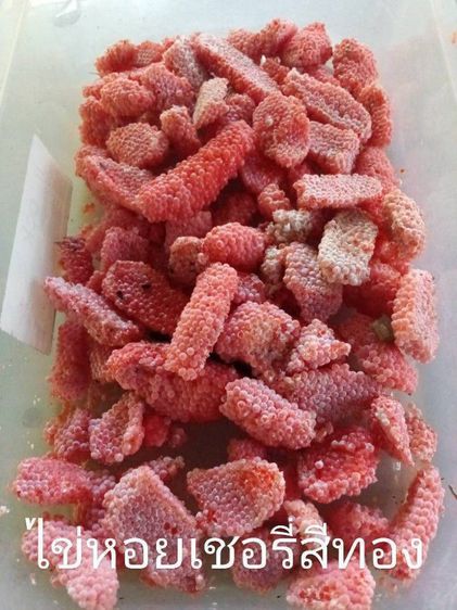 แม่พันธุ์หอยเชอรี่สีทอง รูปที่ 3