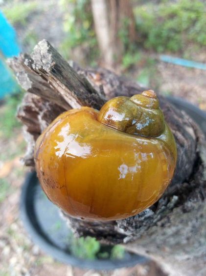 แม่พันธุ์หอยเชอรี่สีทอง