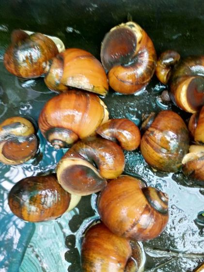 จำหน่ายแม่พันธุ์หอยเชอรี่สีทอง รูปที่ 7