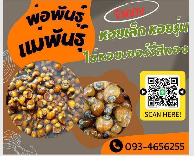 จำหน่ายไข่หอยเชอรี่สีทอง รูปที่ 3