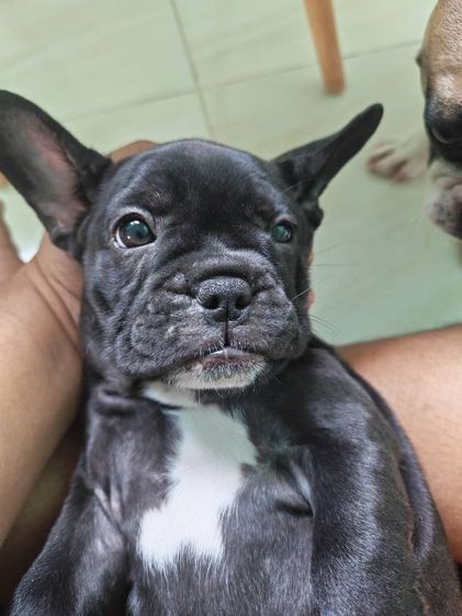 ลูกเฟรนบลูด้อกเพศเมีย รูปที่ 2