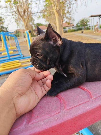 ลูกเฟรนบลูด้อกเพศเมีย รูปที่ 5