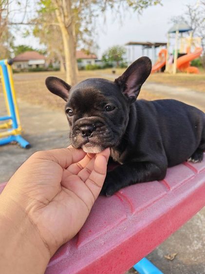 ลูกเฟรนบลูด้อกเพศเมีย รูปที่ 3