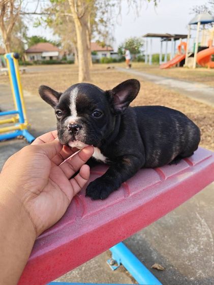 ลูกเฟรนบลูด้อกเพศเมีย รูปที่ 2