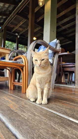 เทสลงประกาศ อย่าพึ่งลบ