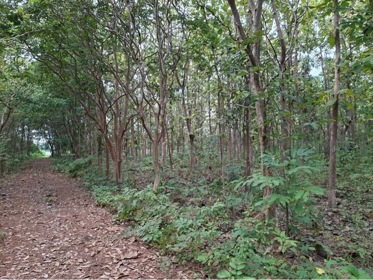 สวนสักทอง ราคาถูก รูปที่ 4